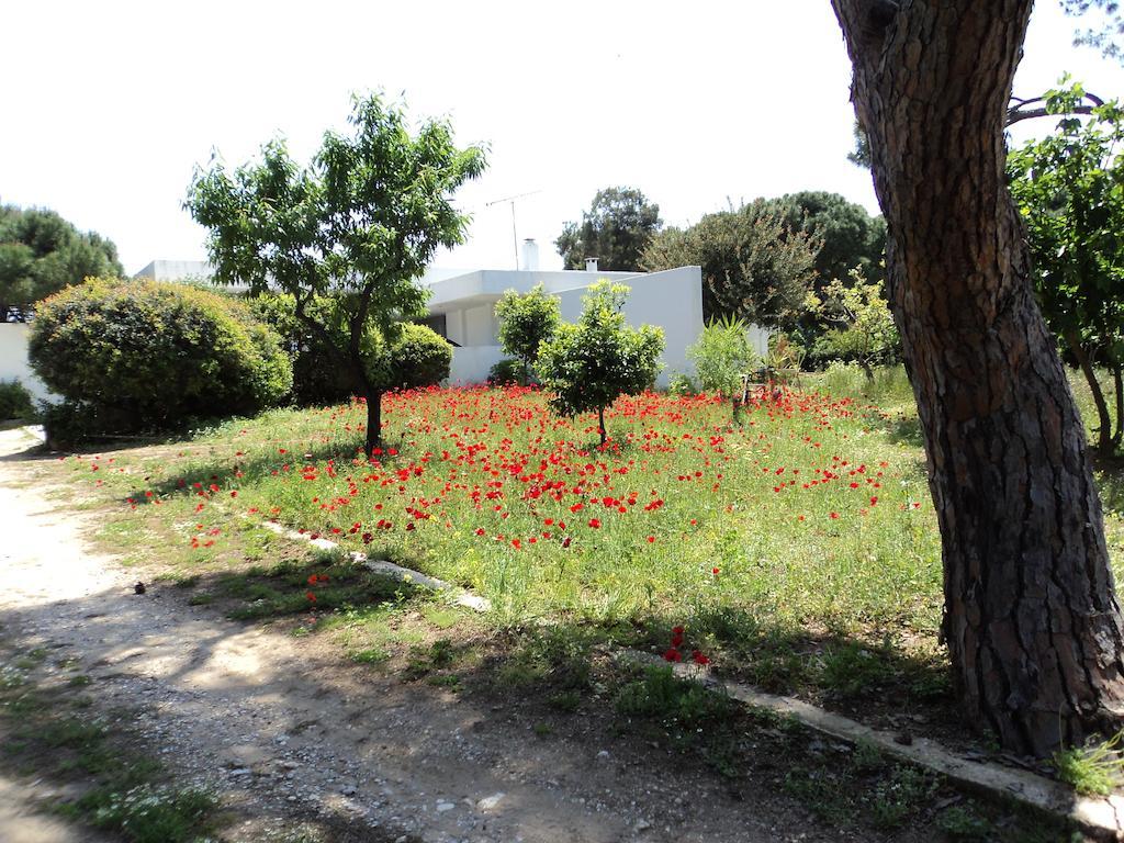 Beachfront Villa Hoopoe Schinias, Marathon 객실 사진